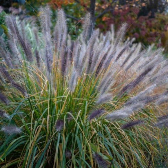 Pennisetum alopecuroides 'Redhead'