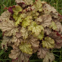 Heuchera 'World Caffe...