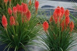 Kniphofia POCO RED 'TNKNIPR'
