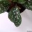 Pulmonaria 'Shrimps on the Barbie'