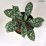 Pulmonaria 'Shrimps on the Barbie'