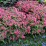 Pulmonaria 'Shrimps on the Barbie'