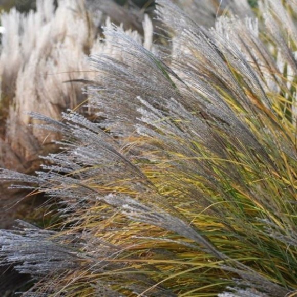 Miscanthus sinensis 'Malepartus'