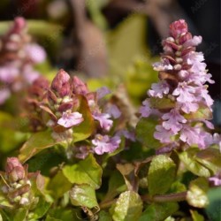 Ajuga reptans 'Gold Chang' PBR