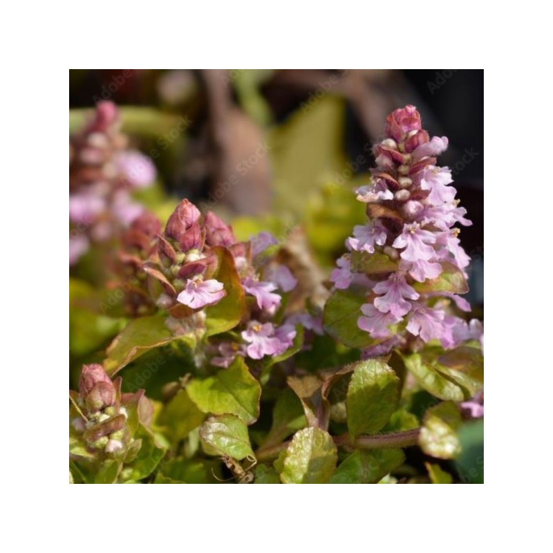 Ajuga reptans 'Gold Chang' PBR