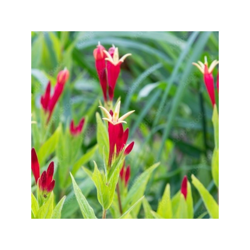 Spigelia marilandica 'Little Redhead'