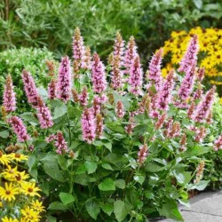 Agastache BEELICIOUS PINK...