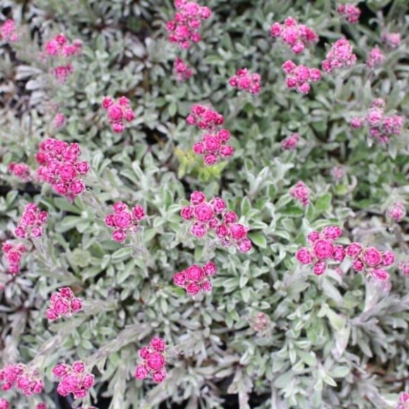 Antennaria dioica 'Alex Duguid'