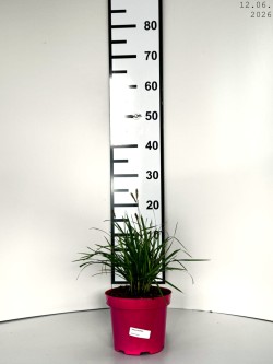Sesleria heufleriana