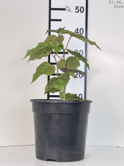 Hibiscus 'Starry Starry Night'