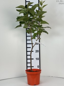 Syringa vulgaris...