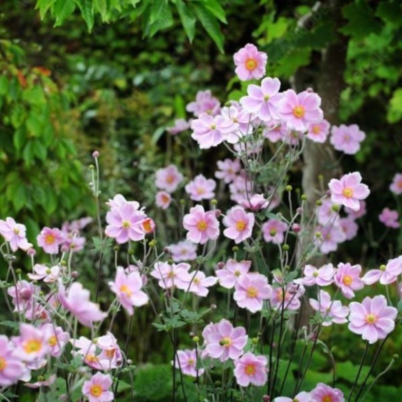 Anemone tomentosa 'Robustissima'