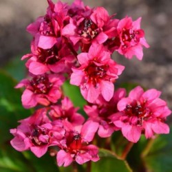 Bergenia 'Flirt' PBR