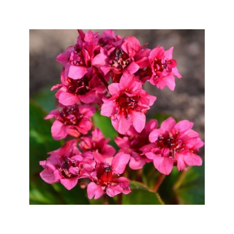 Bergenia 'Flirt' PBR