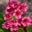 Bergenia 'Flirt' PBR