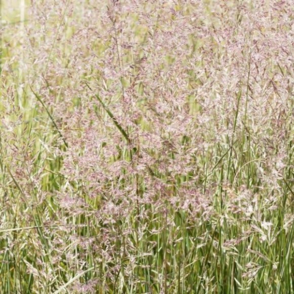 Calamagrostis ×acutiflora 'Overdam'