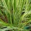 Calamagrostis ×acutiflora 'Overdam'