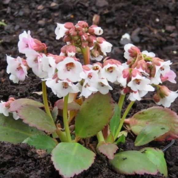 Bergenia DRAGONFLY ANGEL KISS 'Angel Kiss'