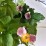 Anemone ×hybrida 'Garden Breeze Whirlwind Pink'