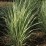 Calamagrostis ×acutiflora 'Lightning Strike'