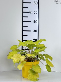 Heuchera 'World Caffe Romano'