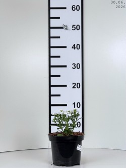 Iberis sempervirens...