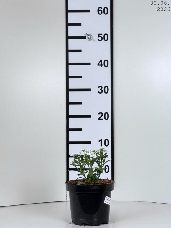 Iberis sempervirens 'Masterpiece' PBR