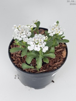 Iberis sempervirens 'Masterpiece' PBR
