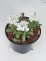 Iberis sempervirens 'Masterpiece' PBR