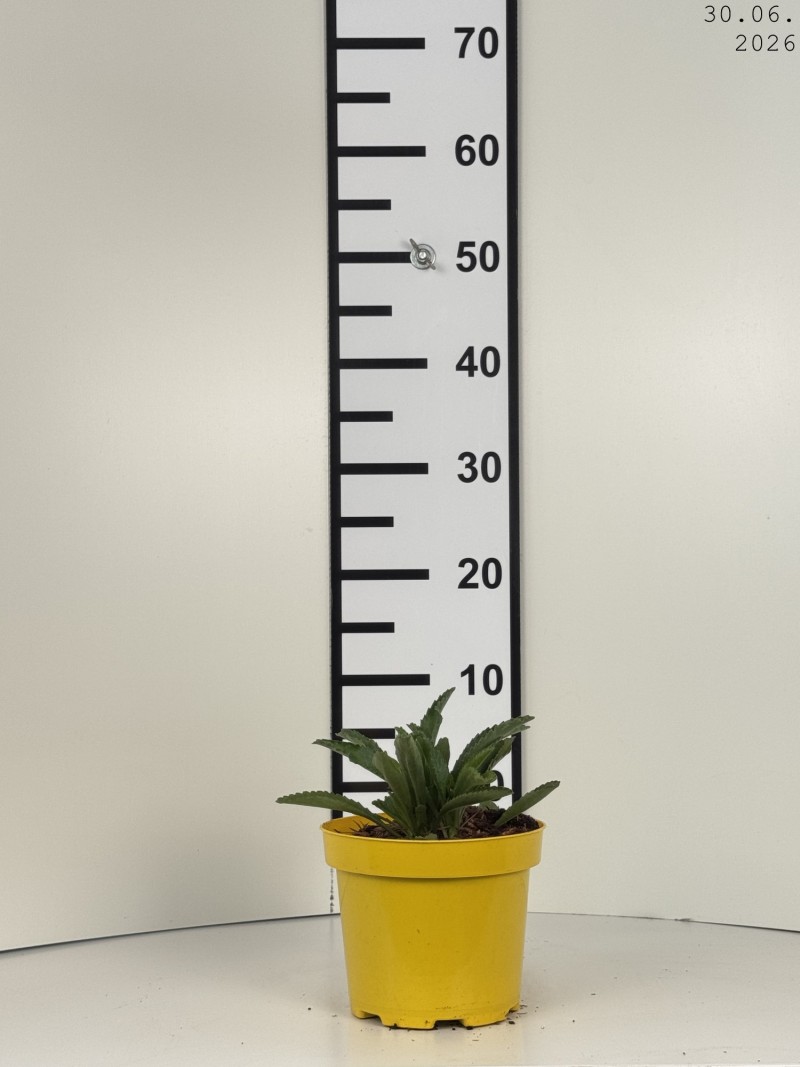 Leucanthemum 'Macaroon' PBR