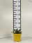 Leucanthemum 'Macaroon' PBR