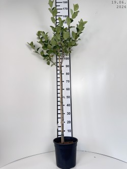 Aronia ×prunifolia 'Nero'