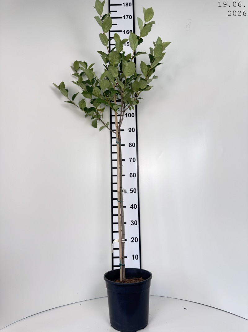 Aronia ×prunifolia 'Nero'
