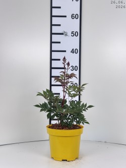 Astilbe 'Gloria Purpurea'