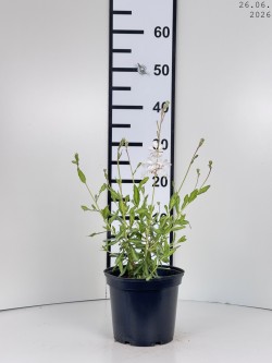 Gaura lindheimeri 'Corrie's...
