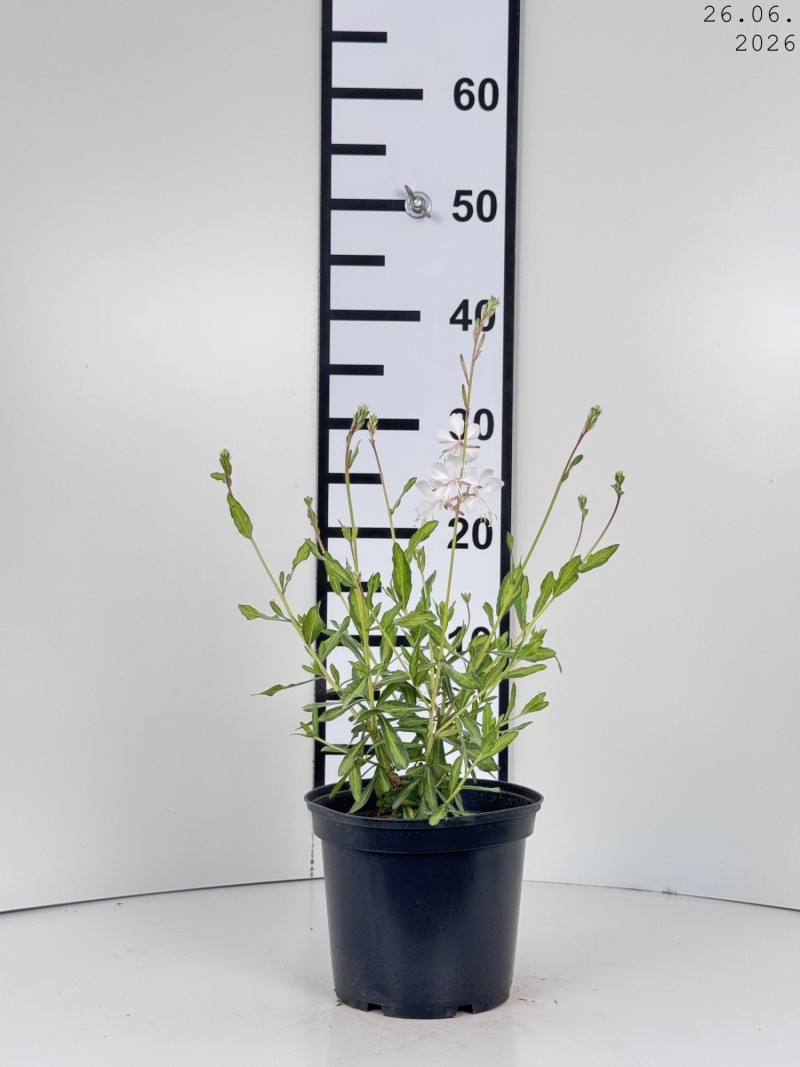 Gaura lindheimeri 'Corrie's Gold'
