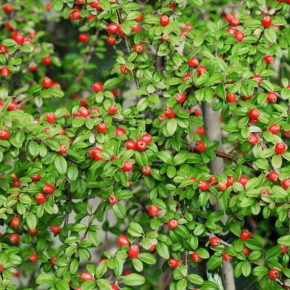 Cotoneaster ×suecicus 'Coral Beauty'
