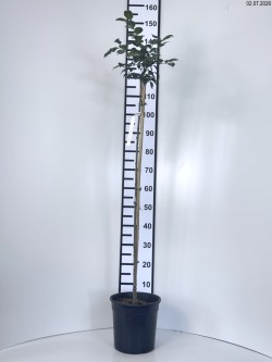 Euonymus alatus 'Compactus'