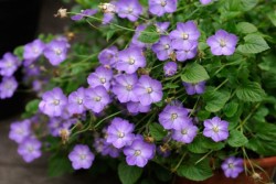 Campanula 'Samantha'