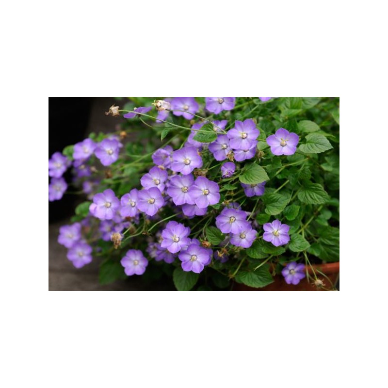 Campanula 'Samantha'