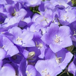 Campanula carpatica...