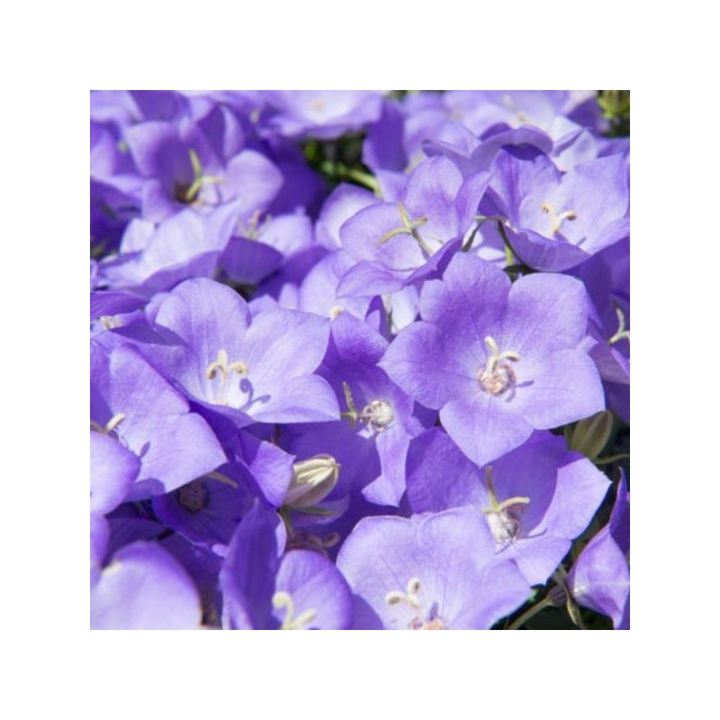 Campanula carpatica FLORENTES AVIDA BLUE 'Cab00000