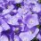 Campanula carpatica FLORENTES AVIDA BLUE 'Cab00000