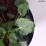 Campanula carpatica FLORENTES AVIDA BLUE 'Cab00000