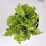 Heuchera 'Lime Marmalade' PBR