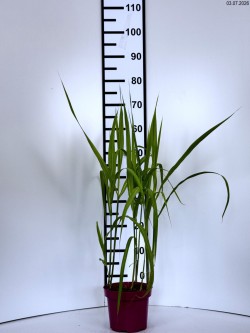 Miscanthus sinensis 'Memory'
