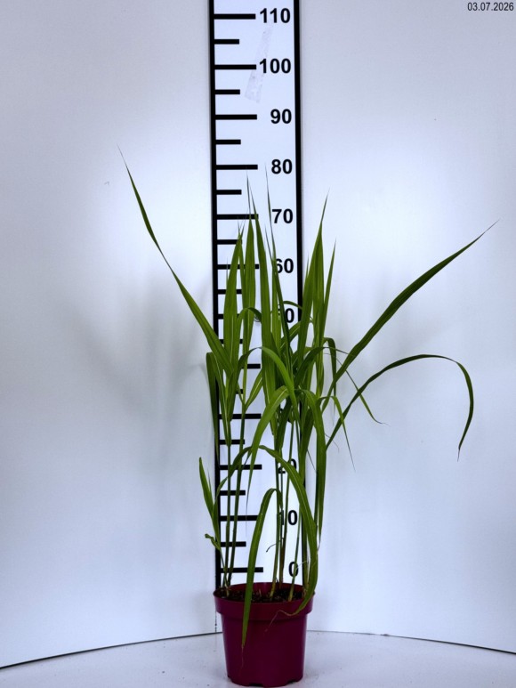 Miscanthus sinensis 'Memory'