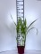 Miscanthus sinensis 'Memory'