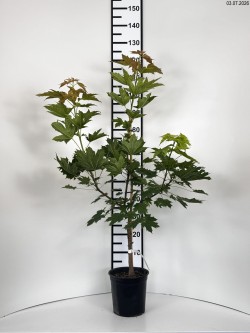 Acer platanoides 'Warmia'