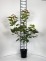 Acer platanoides 'Warmia'